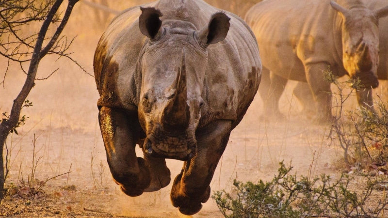 tourism, animals, animal, tree, one animal, animal themes, mammal, nature, dust, day, rhinoceros, proboscidean, wild, head, elephants, herbivorous, indian elephant