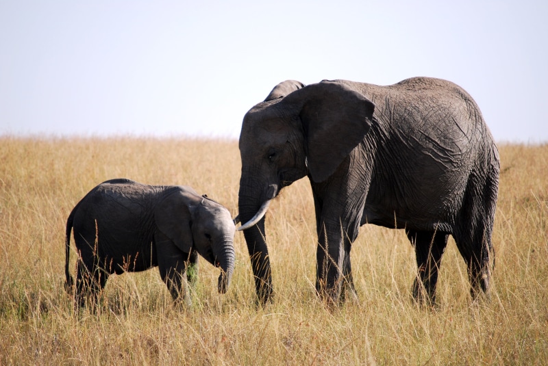 national Park, wildlife, Animal Planet, savannah, baby, africa, tusk, outdoors, nature, 2K, kenya, safari Animals, elephant, animal, black, mammal, african Elephant