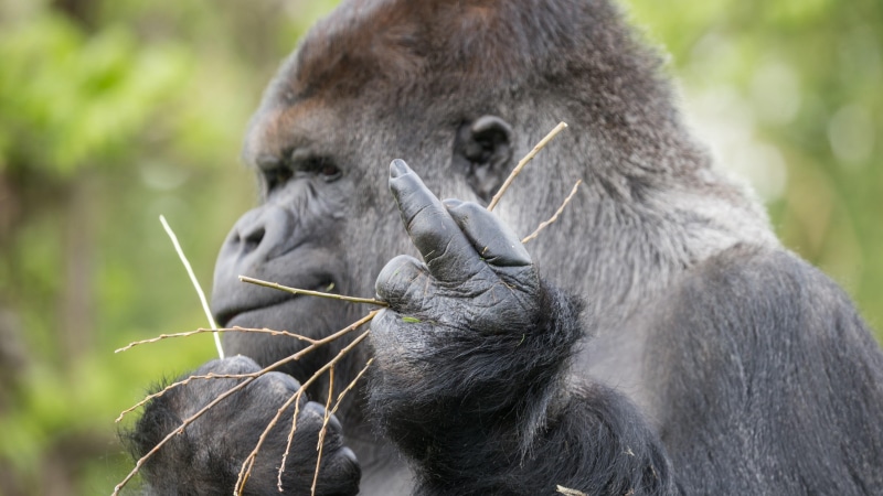 wildlife, western gorilla, gorilla, mammal, wild animal, 4K, middle finger, great ape, terrestrial animal