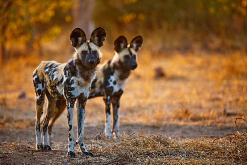 Wild Dog, African wild dog, Wildlife, Africa, Animal, 1080P