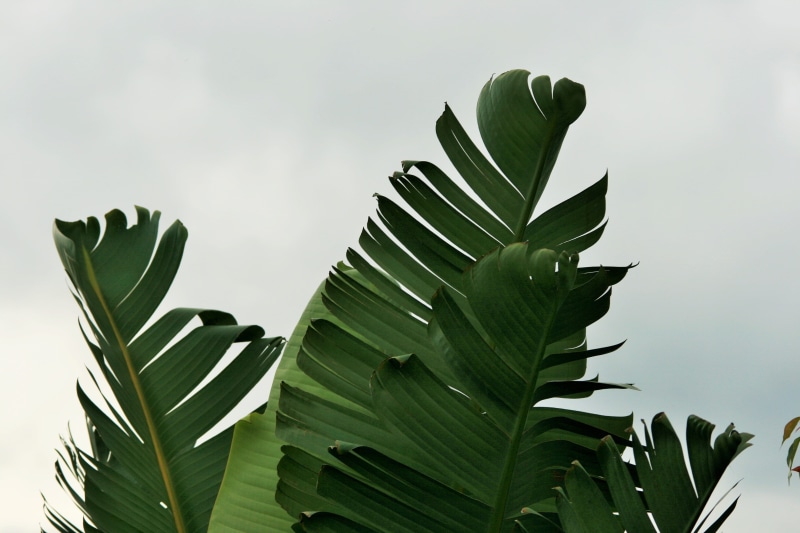 plant, banana leaf, nature, studio shot, banana, green, sub-tropical, tranquility, wild banana, banana tree, plant part, giant, leaves, 4K, tree, fan shaped