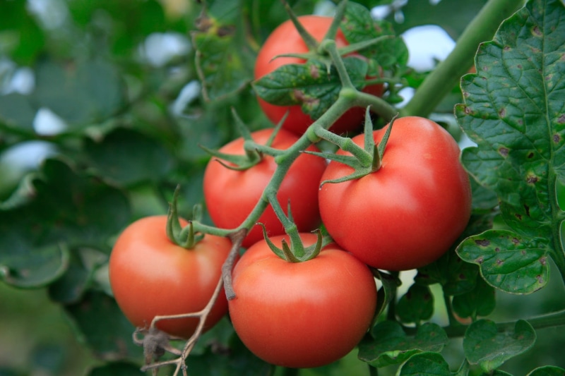 healthy, Tomatoes, nature, healthy Eating, gardening, vegetable growing, freshness, red, outdoors, plant part, wellbeing, raw Food, garden, greenhouse