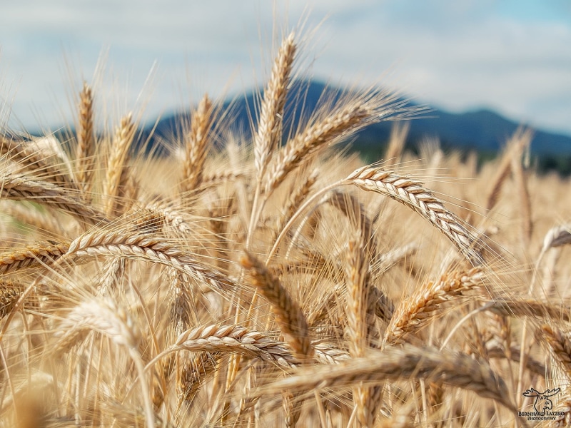 bread, carinthia, yellow, field, wheat, 720P, close-up photography, food, dry, close, outdoors, crop, wheat field, harvesting, x10, agriculture, sky, plant