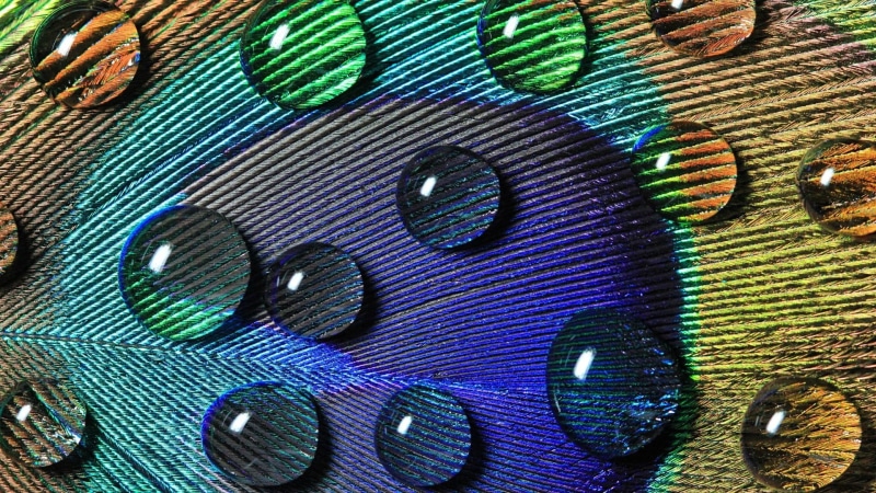 water, pattern, animal themes, bird, blue, softness, vertebrate, textured, green color, still life, animal, colorful, animal wildlife, close-up, closeup