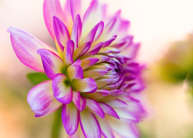 focus stacking, botany, dahlias, flowers, pink Color, petal, Dahlia, photography, macro, flower  flower, close-up, purple, white flower, beauty In Nature