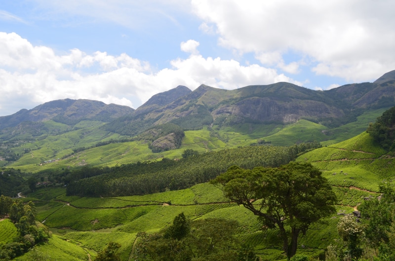 valley, field, 2K, India, plantation, sky, trees, environment, non-Urban Scene, idyllic, rolling landscape, scenics, tree, landscape, nature, scenics - nature