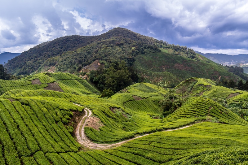 scenics, plantation, field, outdoors, hill, covered, farm, nature, tea Crop, landscape, mountains, tranquil scene, tranquility, 5K, cameron highlands