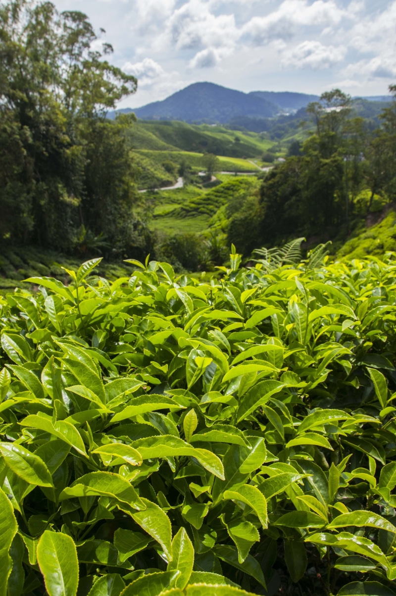 sky, mountain, cameron, growth, land, tea leaves, 4K, tree, agriculture, cloud, tea, cloud - sky, environment, malaysia, agricultural, tropical, farm
