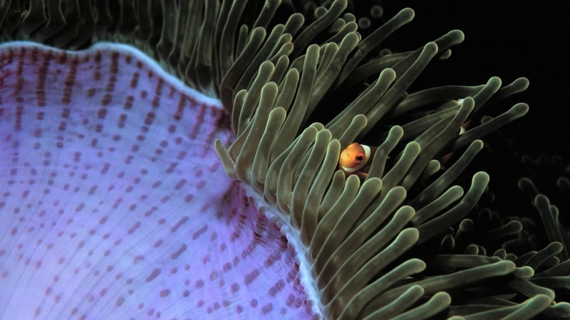 coral, sea life, animal themes, underwater, fish, clownfish, reef, close up, coral reef, beauty in nature, clown fish, macro photography, swimming, vertebrate