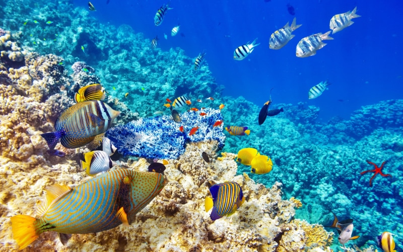 yellow, herd, blue, size, underwater, reef, fishes, coral, world, medium, 2K, ocean, fish, tropical