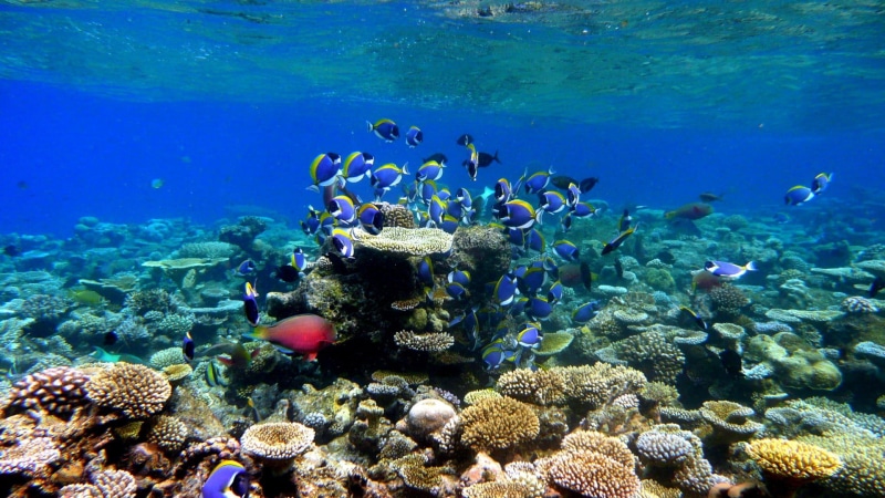 stony coral, animal, water, no people, reef, sea life, undersea, coral reef fish, swimming, marine, large group of animals, coral reef, fish, school of fish