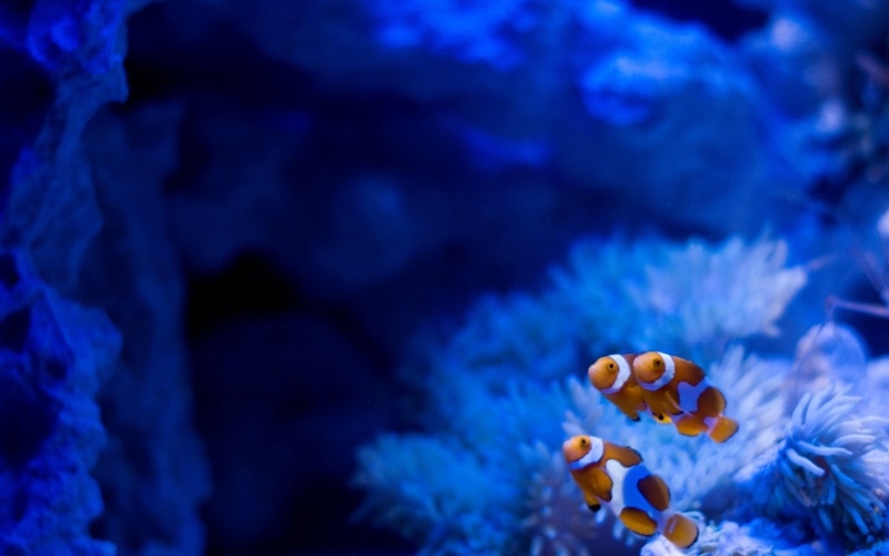 animals in the wild, sea, fragility, beauty in nature, underwater, clown, purple, fishes, sea anemones, plant, undersea, animals, flowering plant, 720P