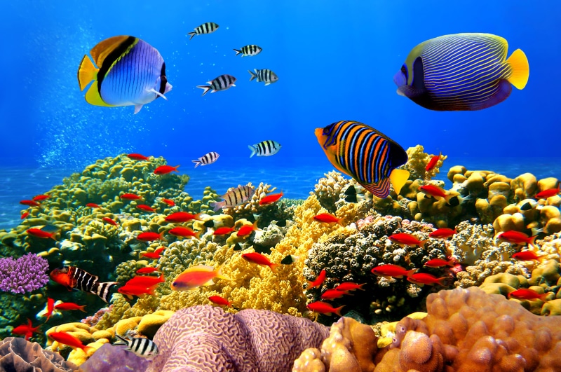 fishes, reef, undersea, multi Colored, blue, animals in the wild, deep, fish, underwater, animal, beauty in nature, nature, animal themes, sea Life, invertebrate