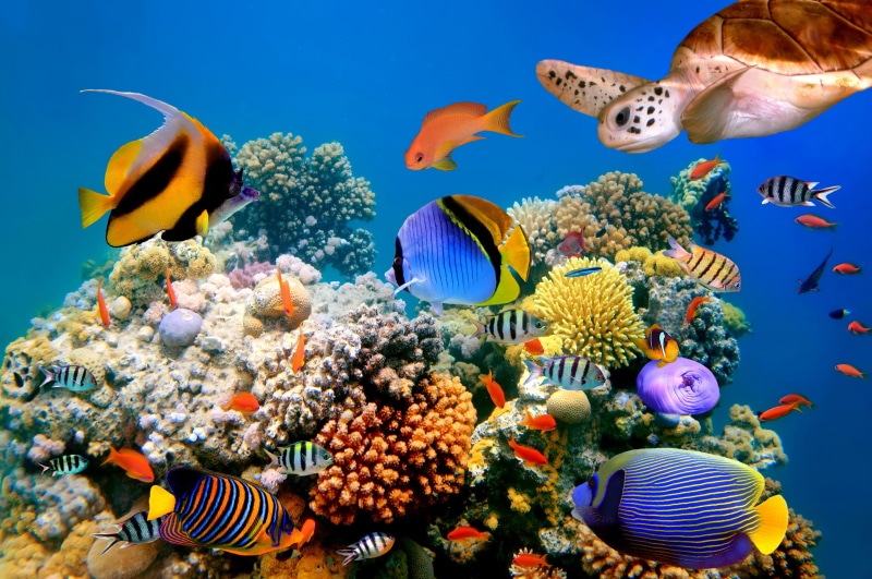 coral, reef, underwater, sea, 4K, world, corals, tropical, fish, ocean, turtles