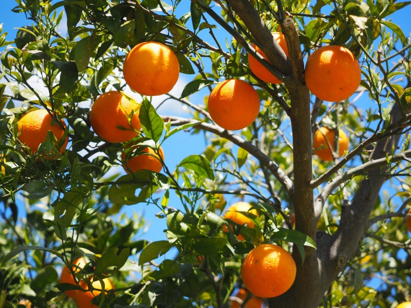 citrus fruit, rutaceae, summer, plant part, oranges, nature, foliage, leaf, orange tree, citrus, diamond green, nutrition, low angle view, citrus tree