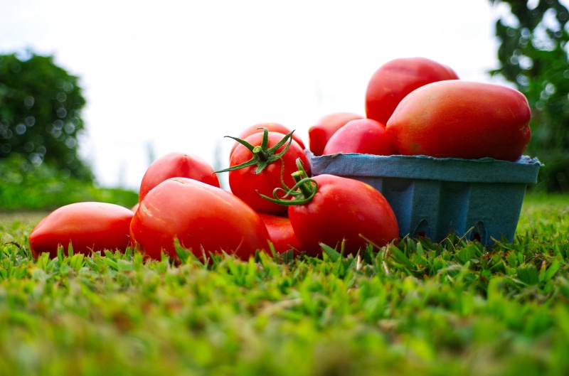 DA, fruits, orange, agriculture, freshness, AL, 4K, nature, summer, healthy Eating, blue, Limited, RED, green Color, tomatoe, f3.2, organic, tomato, harvest