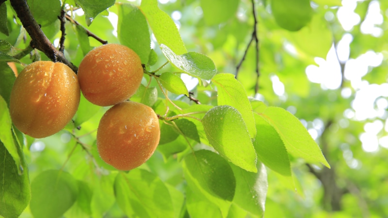 leaf, fruits, food, tree, no people, wellbeing, 5K, nature, ripe, citrus Fruit, apricots, three, orange, fruit, freshness, fruit tree, organic, plant part