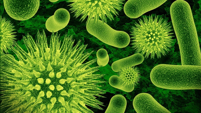 invertebrate, undersea, viruses, closeup, 2K, green, microscopic, group of animals, bacteria, photo, beauty in nature, animal themes, science, animals in the wild