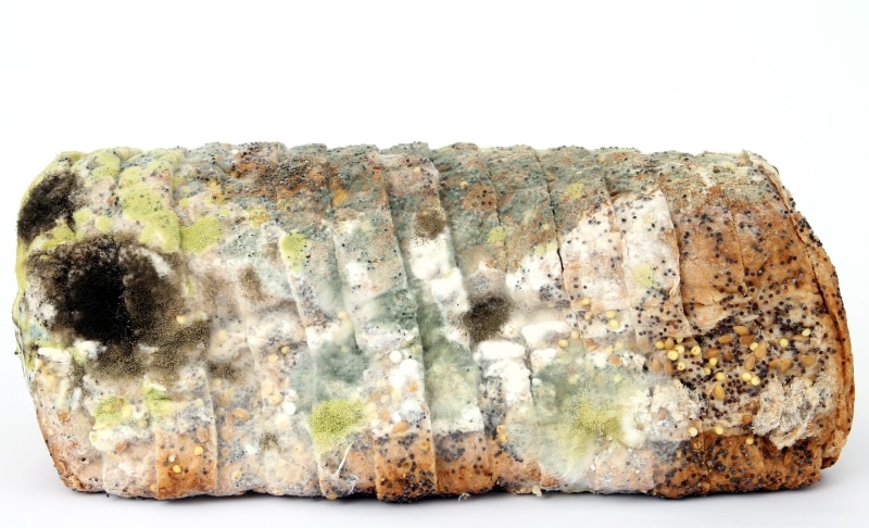 fresh, nature, pattern, infection, bacteria, studio shot, unhealthy, hospital, white, indoors, no people, mold, stone - object, unsanitary, isolated, penicillin
