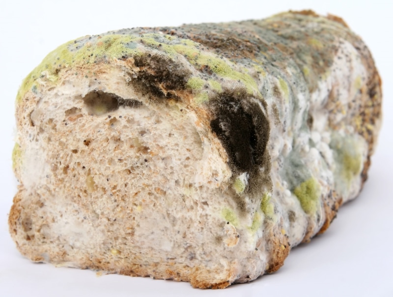 close-up, Biology, loaf, mineral, Bio, health, stone - Object, healthy eating, snack, food and drink, sick, prevention, penicillin, food, disease, 2K