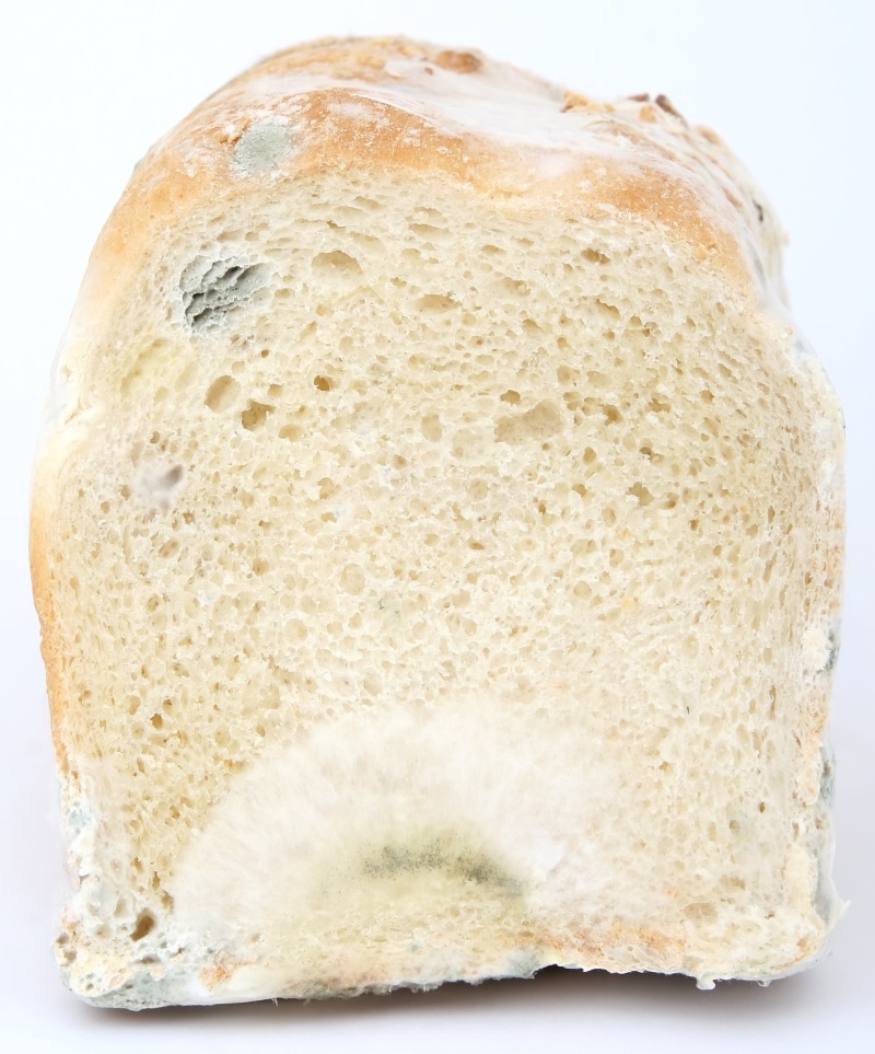 white, healthy eating, studio shot, no people, life, still life, biology, close-up, virus, colorful, snack, bacteria, healthy, bread, serving size, drug