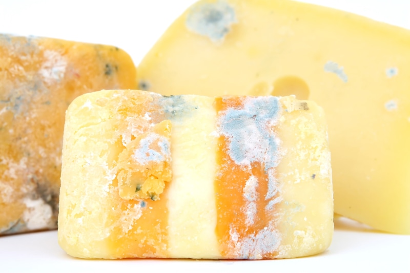 yellow, sickness, microbes, dirty, drug, life, brie, sick, plate, close-up, old, food and drink, dessert, blue, unsanitary, bio, temptation, medicine, microscopic