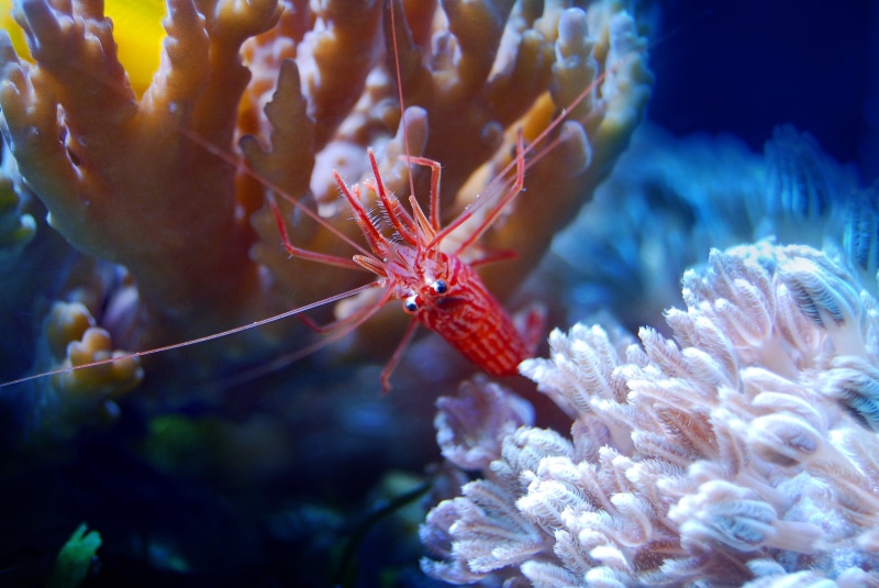 no people, micro, undersea, ecosystem, beauty in nature, coral, fish, reef, sea, animal wildlife, sea life, water, red, one animal, animals in the wild
