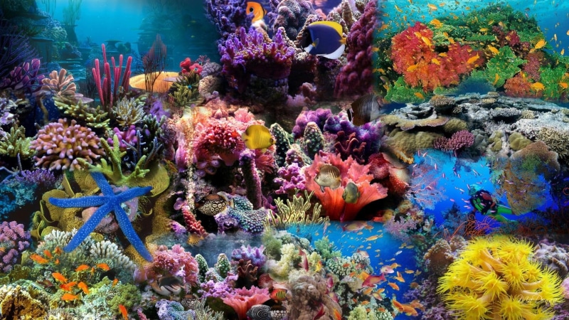 water, animals, coral, reef, aquarium, ocean, undersea, corals, life, widescreen, fish, photo, 1080P