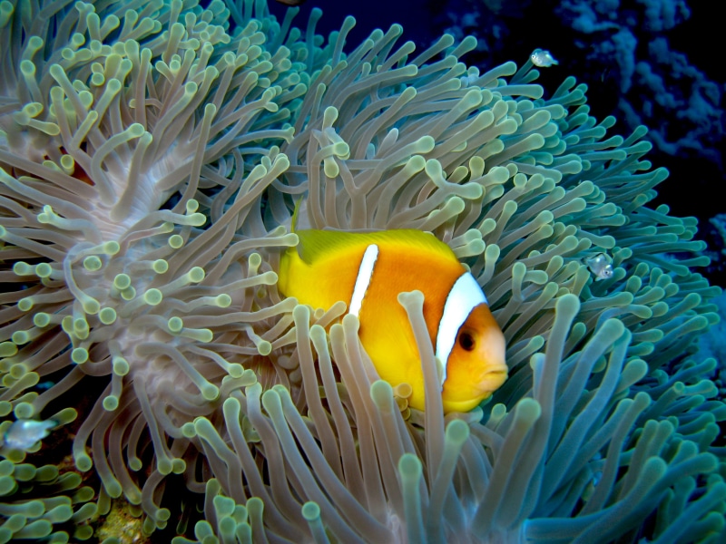 nature, fish, unterwasser, diving, blue, coral, scuba, Clown Fish, reefs, sea, 2K, sea  anemone, Red Sea, meer, clownfish, dive, clown, skunk Anemone Fish