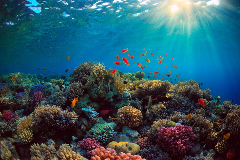 rays of light, wildlife, Underwater world, invertebrate, blue, vertebrate, underwater Diving, sea Life, large group of animals, group of animals, sea, purity