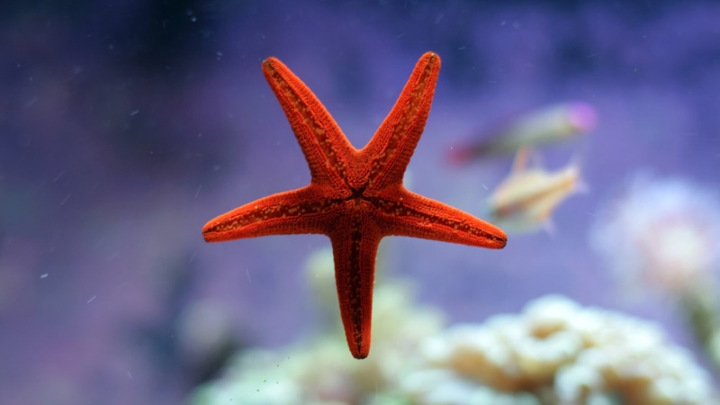 underwater, animals in the wild, beauty in nature, marine, aquarium, starfish, depth of field, outdoors, focus on foreground, nature, coral, red, animal