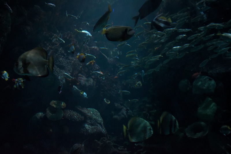 long sleeve, animal, marine, undersea, nature, rock beauty, animal wildlife, 5K, animals in the wild, sea anemone, outdoors, sea life, large group of animals