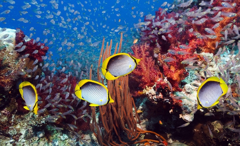 coral reef, 1080P, sea life, Coral, Fish, Animals, nature, animal wildlife, Reef, school of fish, animals in the wild, Tropical, yellow, Underwater, swimming
