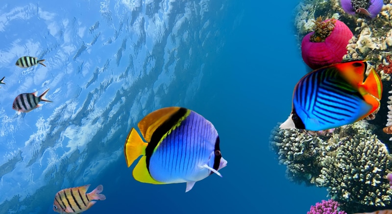 tropical Fish, outdoors, under water, sea Life, animal themes, 5K, reef, no people, swimming Animal, beauty in nature, sea, group of animals, fishes, undersea