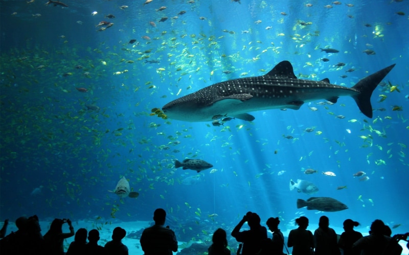 group of animals, cyan, black, animal, whale shark, animal themes, sea, large group of animals, tank, swimming, animals in captivity, school of fish, animals