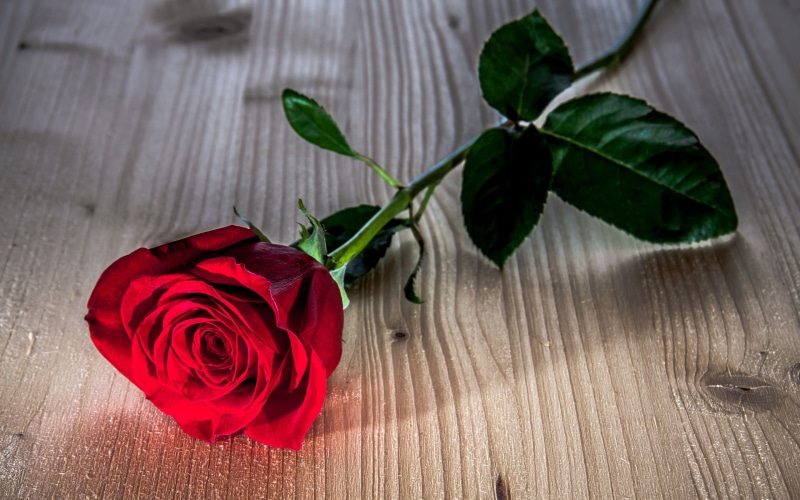 Wooden, Red, Flower, 2K, Rose, Table