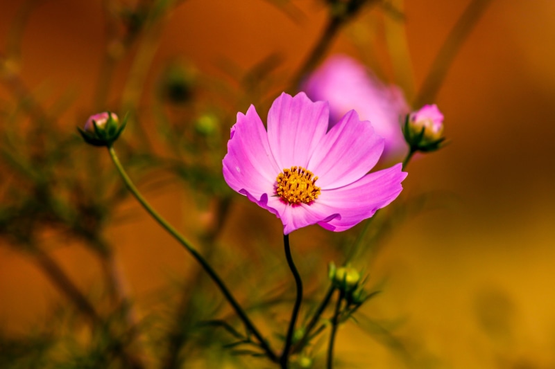 Flower, beauty In Nature, paradi, stalks, home, lens, flowers, photo, HDR, green, outdoors, roses, summer, garden, camera  flash, canon, outdoor, buds