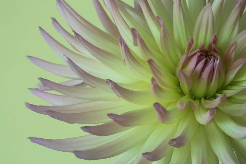 backgrounds, white, 5K, purple, photography, pink, flower, Chrysanthemum, Dahlia, bloem, plant, close-ups, macro, petal, closeup, closeup photography