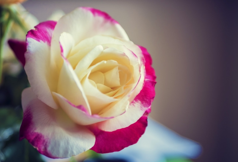 passion, focus, single Flower, romance, macro, floral, flower, stem, red, fresh, closeup, no people, center, outdoors, petal, pink Color, blossom, freshness