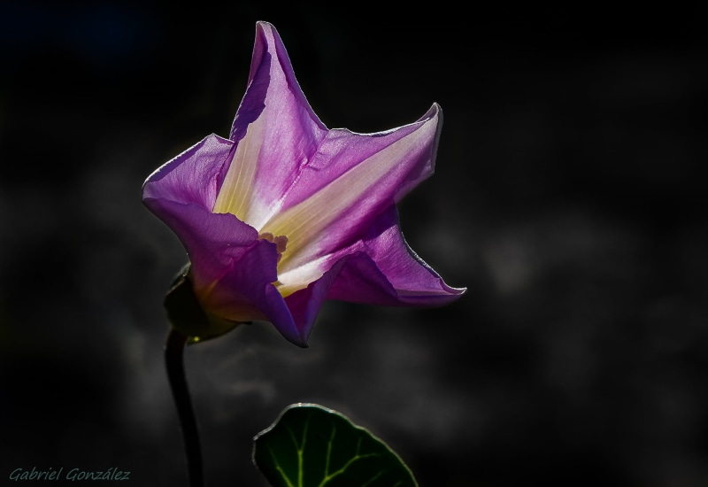 de, Gabriel, nature, flores, photography, Sony, leaf, petal, purple, flower, botany, selective color photography, beauty In Nature, plant, color, Xelo