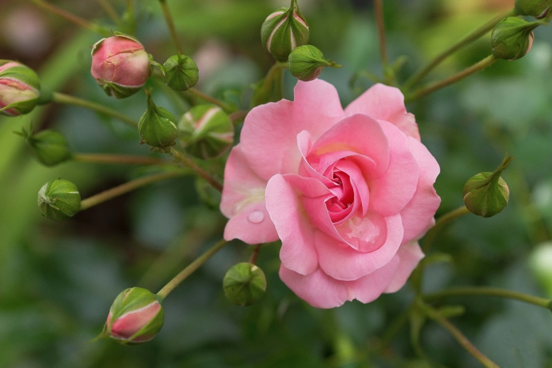 inflorescence, leaf, peony, vulnerability, variety, nature, summer, petal, macro, shallow, rose variety, english rose, photography, springtime, Pink Rose