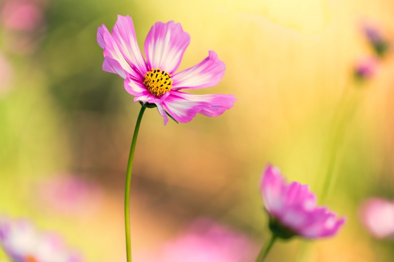 Colorado, close-up, Cosmos, Denver Botanic Gardens, multi, focus, white, multi Colored, flower, 5K, photography, beauty In Nature, daisy, flowers, selective
