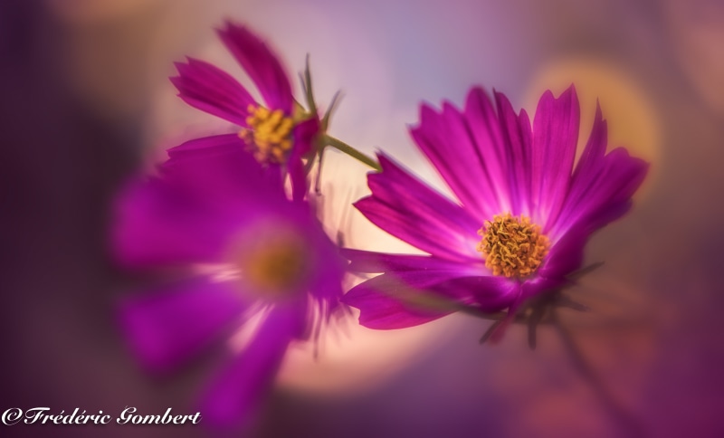 cosmos, close up, red  light, close-up, spring, colorful, flowers, purple flower, beauty In Nature, petal, summer, flower, flower Head, nikon  d800, 5K