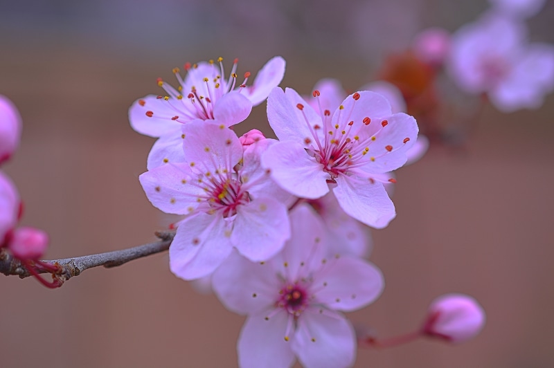 photo, Nikon D7100, Goodness, Depth of Field, petal, Pink, Serene, Kirt, petaled, Wife, pink Color, season, Plant, Flower, nature, flowers, flower Head