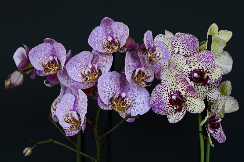 flowering plant, plant, inflorescence, branch, leaves, orchid, flower Head, freshness, close-up, beauty In Nature, bud, purple, Orchids, nature, night