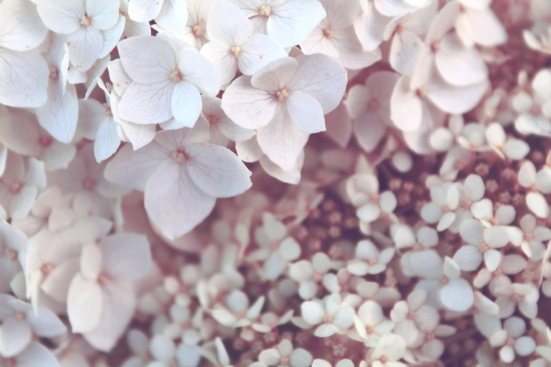 pink, petal, photography, petaled, cherry tree, Hydrangea, beauty in nature, inflorescence, day, daytime, photo, fragility, softness, 5K, close, nature