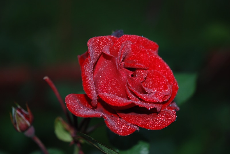 fragility, drops plant, petal, flower, vulnerability, beauty In Nature, nature, flowers, purity, inflorescence, flora, rose, family, macro, plant, red rose
