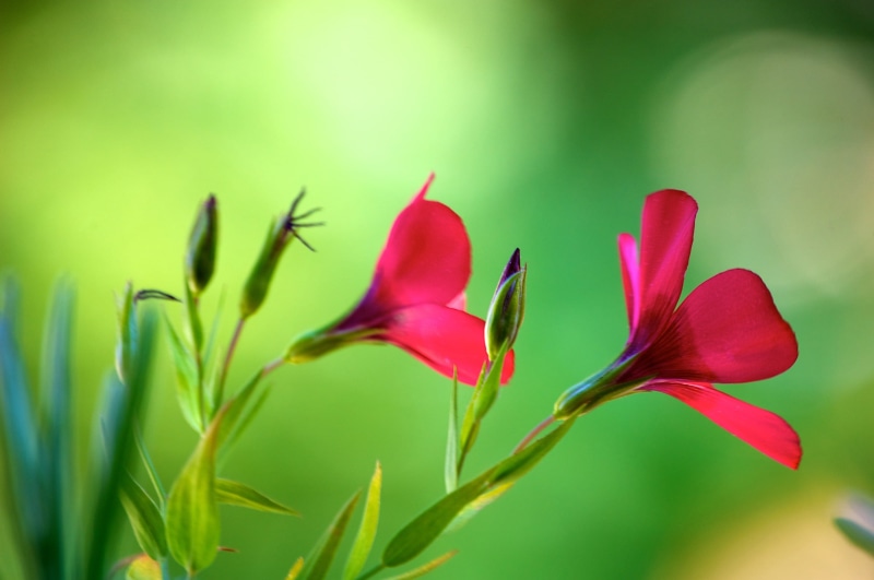 fragrant, leaf, outdoor, flowers, day, inflorescence, petal, ecology, bloom, tranquil, landscape, red flower, two, vulnerability, shallow focus, botanical