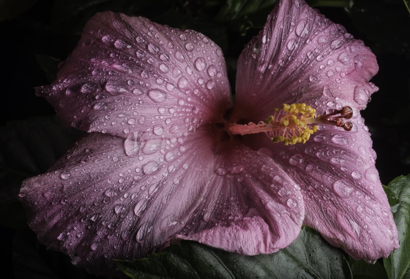 close-up, shadows, RF, Color, garden, photography, colorful, camera flash, Hibiscus, depth of field, off camera, lighting, natural, single Flower, flor