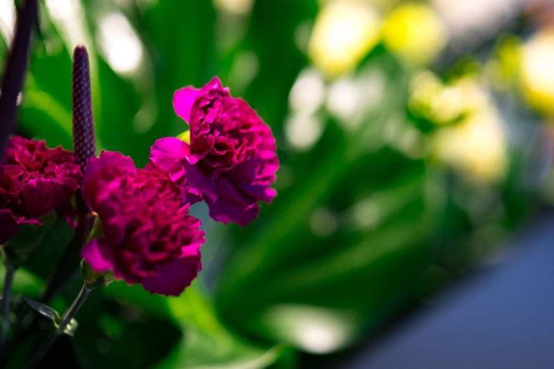 plant part, pink Color, plant, bouquet, colourful, arrangement, rowan, close-up, leaf, composition, inflorescence, blossom, green Color, 2K, beauty In Nature